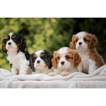 CAVALIER KING CHARLES  spaniel štenci   