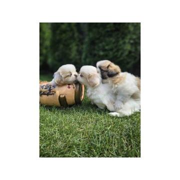 Na prodaju štenad kraljevskog PEKINEZERA 