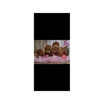 Crvene patuljaste i toy pudle