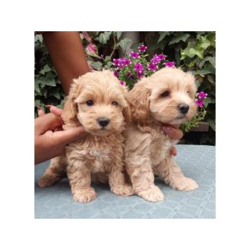 MALTIPOO stenad