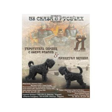 Štenci crnog ruskog terijera 