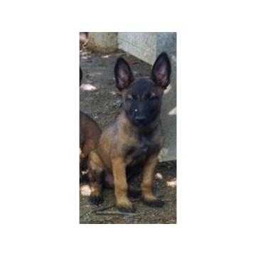 Belgijski ovčar – Malinoa štenci