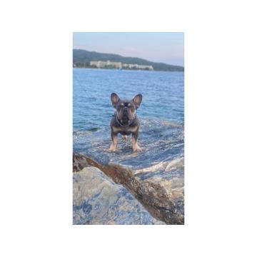 Egzotični francuski buldozi