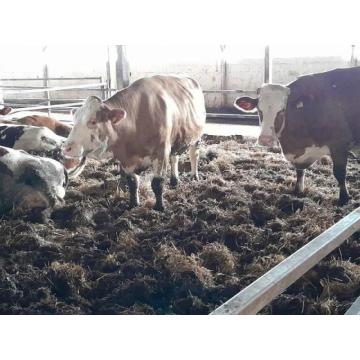 Steone krave simentalske rase