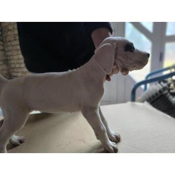 Na prodaju štenci Dogo Argentino 