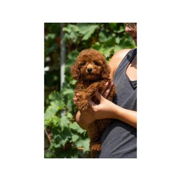 Toy Pudle