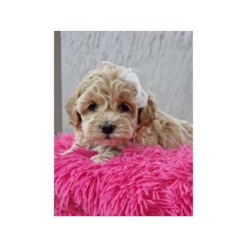 Preslatke bebice MALTIPOO 