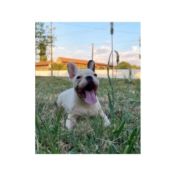 Francuski Buldog PRELEPI štenci