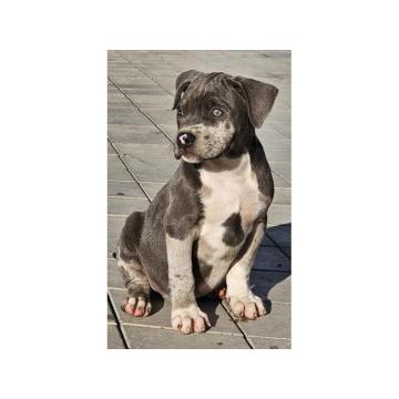 American bully xl 