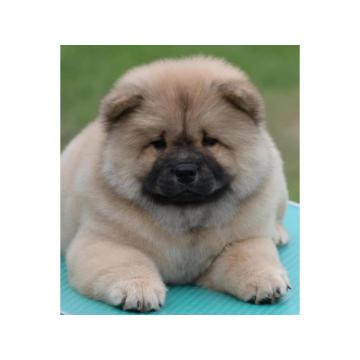 Chow Chow Cau Cau Čau Čau