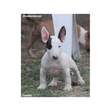 Mini Bull Terijer prelepi štenci