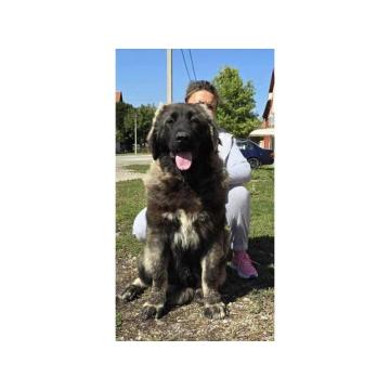 Kavkaski ovčar vrhunski štenci  