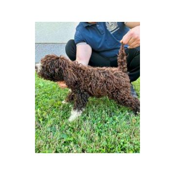 Lagotto Romagnolo, dostupni štenci