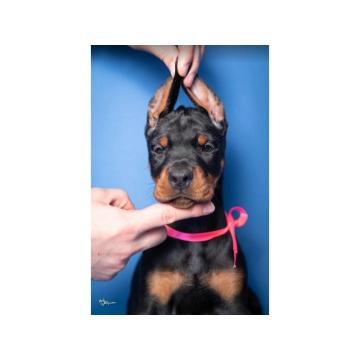 Doberman PRELEPI štenci