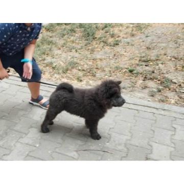 Chow-Chow muško štene