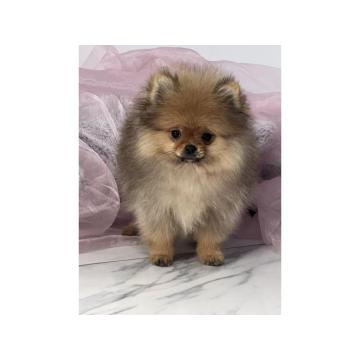 Pomeranac (BOO), čistokrvni, patuljasti