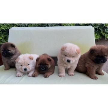 Chow Chow Čau Čau prelepi štenci