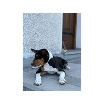 Basenji TOP musko stene