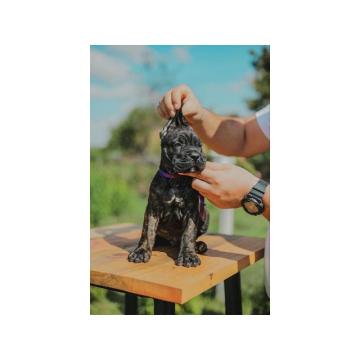 Cane Corso vrhunski štenci  