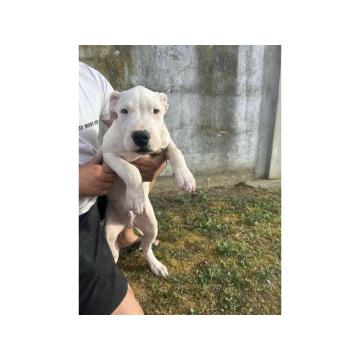 Stenci Dogo Argentino