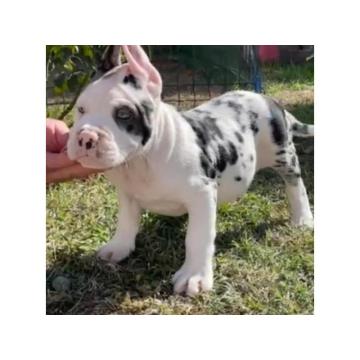 American Bully !!! 