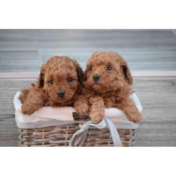 Prodajem musko i zensko stene PUDLE starosti 10 nedelja, 