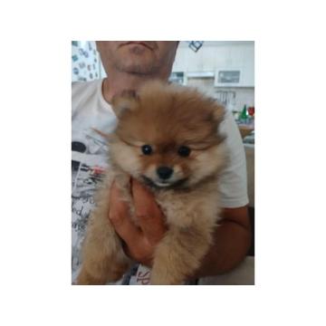 POMERANCI na prodaju, 6 zenki i muzijak  