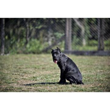 Cane Corso štenci