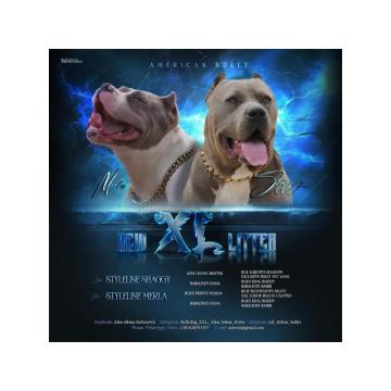 American bully xl  