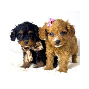 Cavapoo-kavapu (Cavalier + toy pudla)