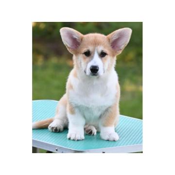 Velski korgi/Welsh Corgi Pembroke