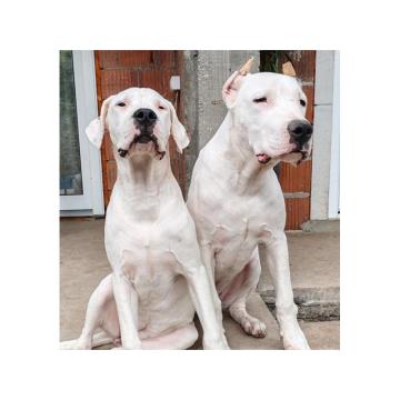 DOGO ARGENTINO štenci