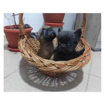 Francuski Buldog PRELEPI štenci