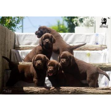Labrador Retriver štenci, čokoladni  