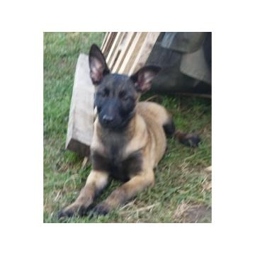Stenad malinoe