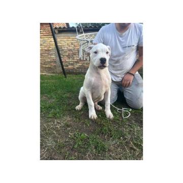 Stenci dogo argentino