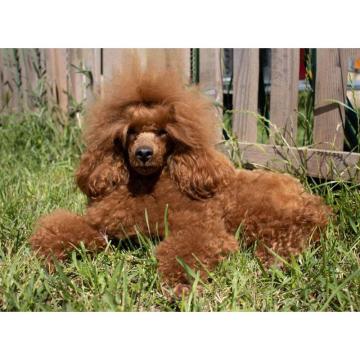 Mužjak crvene pudle slobodan za parenje