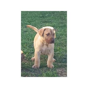 Presa Canario prelepi štenci
