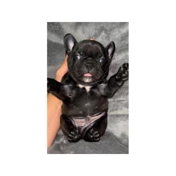 Francuski Buldog prelepi štenci