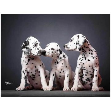 Dalmatinski pas, vrhunski štenci 