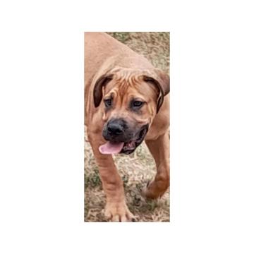 Boerboel-Južnoafrički mastif