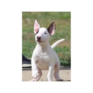 Mini Bul terijer štenci