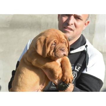 Prvobirano musko stene BORDOSKE doge 