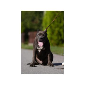 American Bully XL muško štene