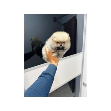 Pomeranac, vrhunski štenci