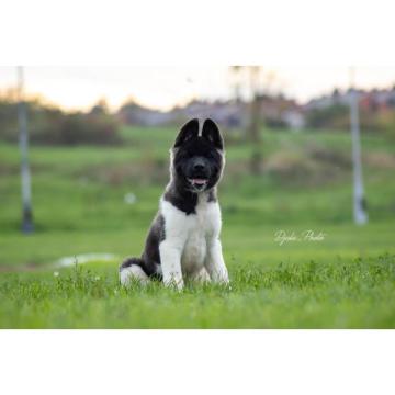 Američka Akita štenci