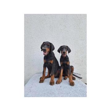 Doberman, vrhunski stenci 