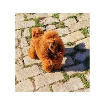 Toy pudla, mužjak dostupan za parenje