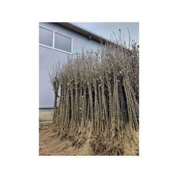 Sadnice Voća - Najbolji Izbor za Vaš Voćnjak!