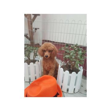 Prodajem musko stene patuljaste  PUDLE  